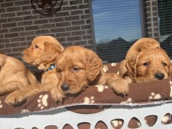 Golden Retriever Puppies ready Feb 11th!!