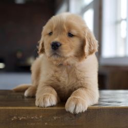 Charming Healthy Golden Retriever Puppy