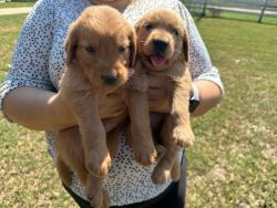 Kind-Hearted Golden Retriever Puppies