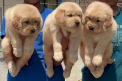 Golden Retriever puppies available call me xxxxxxxxxx