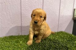 Adorable Golden Retriever Puppies for sale