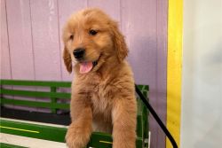 Daunting Akc Registered Golden Retriever Puppies