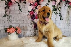 Dashing Golden Retriever puppies for sale