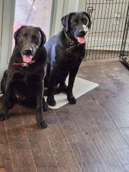 Two Black Labradors for sale+ cages.