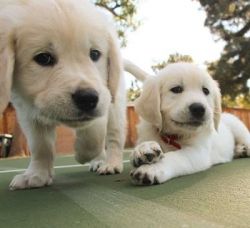 Available Lovely Golden Retriever Puppies