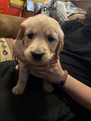 Golden retriever puppies; ready For new home March 1st