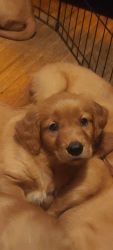 Healthy , gorgeous Golden Retrievers Male and Female available