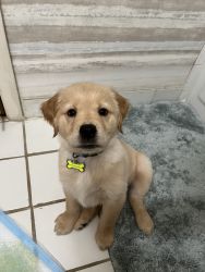 Golden Retriever Puppy for adoption