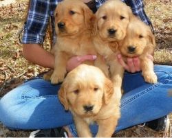 Golden Retriever Puppies ready