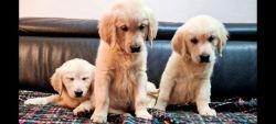 Lovely Golden Retriever puppies