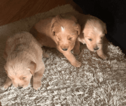 Golden retriever puppies ready
