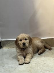 Pure Golden retriever female, 3 months old, healthy