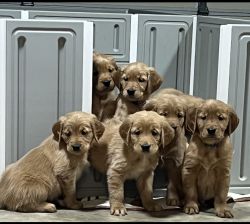 Golden Retriever puppies for sale