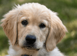 Cute Male Little Golden Retriever Puppy
