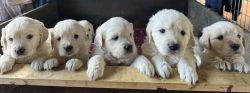 Purebred English Cream Golden Retriever Puppies for Sale