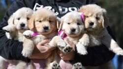 ACA Reg. Golden Re­triever pup­pies