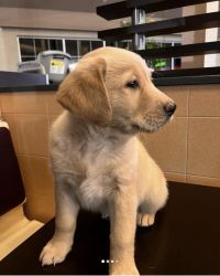 Meet puppy Nami
