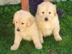 Excellent Golden Retriever Puppies For Sale