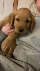 Red golden retriever pup for sale