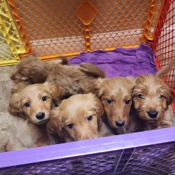 Golden Retriever/Goodle Puppies