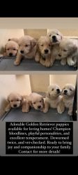 Golden retriever puppies available