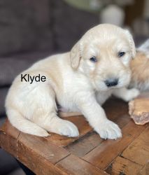 Holidays puppies-klyde