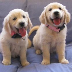 Gorgeous AKC Golden Retriever Puppies
