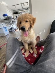 Free Golden retriever puppy 6 months