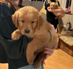 SOLD//Trained Golden Retriever