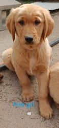 AKC Registered Golden Retriever Puppies Ready To Go