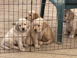 AKC Golden Retriever pups for sale