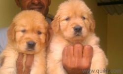 Golden Retriever puppies ready to sale-