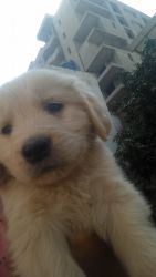 Golden retrivever puppiess for sale