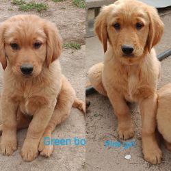 AKC Registered Golden Retriever Puppies Ready Now