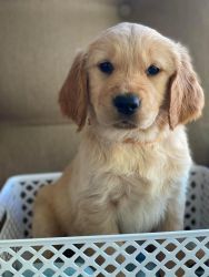 AKC Registered Full Golden Retriever puppies