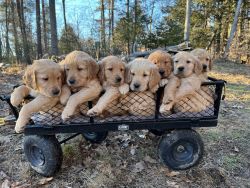 Beautiful Golden Puppies