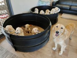Bloodline golden retriever puppies looking for new home