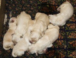 High quality golden ritrever puppies for sale
