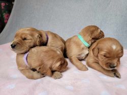Puppies for SALE /Golden Retrievers