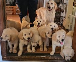 Reece's beautiful golden retriever puppies!