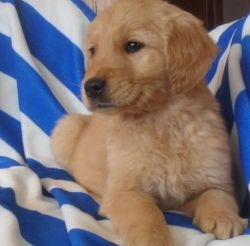 Golden Retreiver Puppies for Sale
