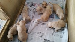 AKC Golden Retrieve pups