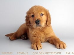 Golden Retriever puppy looking for a good home