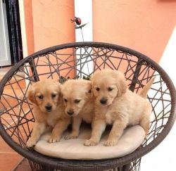 Cute and Adorable golden retriever Puppies