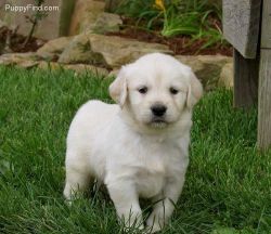 M/f Golden Retriever Puppies Available