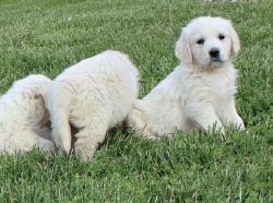 Akc Golden Retriever Puppies! Great Pedigree -