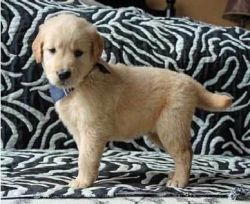 akc golden retriever puppies for sale