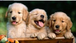 fGzhzh fresh Golden retriever puppies for sale
