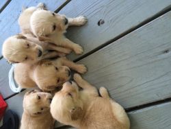 Golden Retrievers puppys