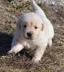male and female golden retriever puppies